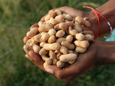 Closeup shot of a farmer holding groundnuts in India